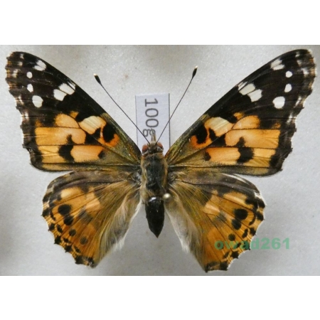 Vanessa cardui (Linnaeus, 1758) Rusałka osetnik Poland100g
